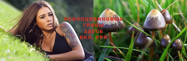 сатива Каменногорск